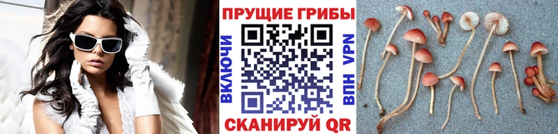 купить   маркетплейс официальный сайт  blacksprut зеркало  Галлюциногенные грибы Magic Shrooms  Среднеуральск 